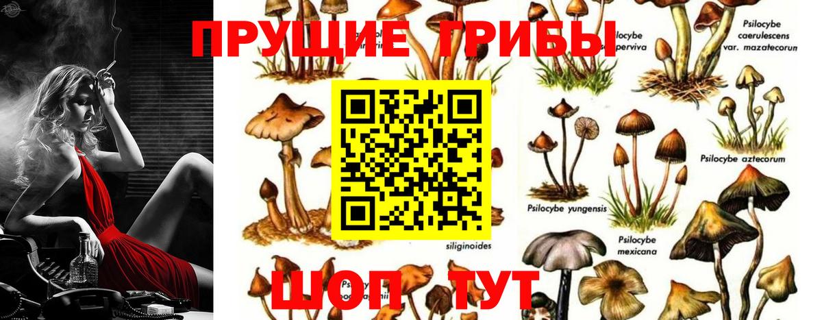 закладки  Вход с VPN  Псилоцибиновые грибы мухоморы  Новотроицк  Псилоцибиновые грибы мухоморы 